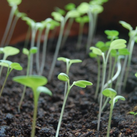 Pousses et germinations, pour cultiver la santé!
